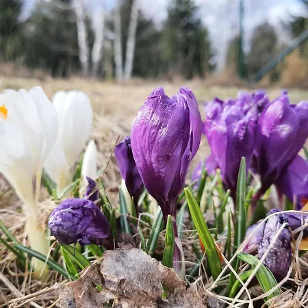 別荘 Odpocznij Sobie ラトクフ