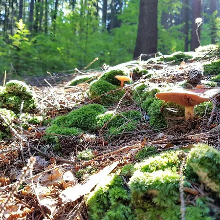 Feriehus Odpocznij Sobie Radkow