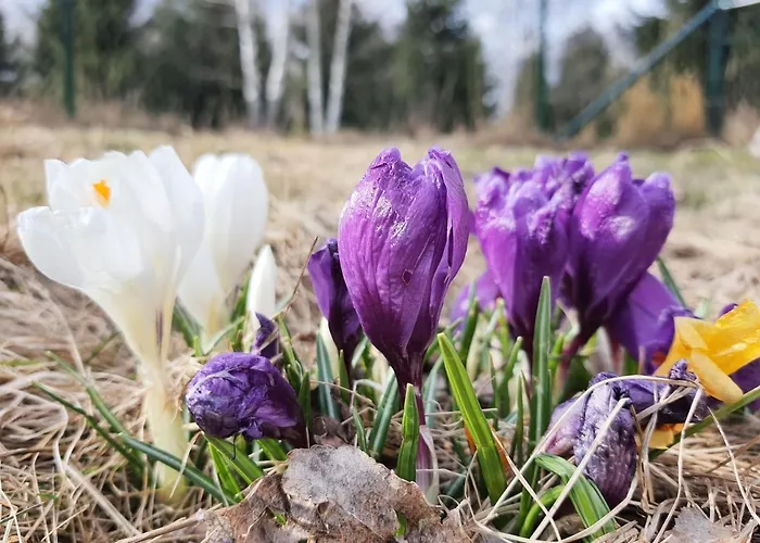 Ferienhaus Odpocznij Sobie Radkow