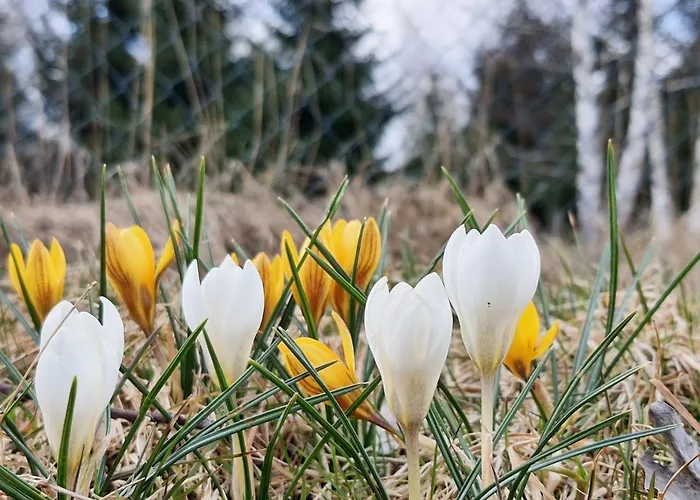 Odpocznij Sobie רדקוב