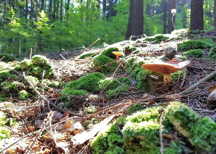 Ferienhaus Odpocznij Sobie Radkow